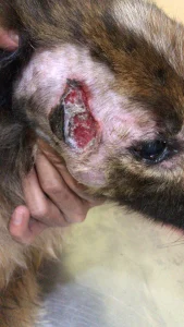 donasi shelter terpercaya