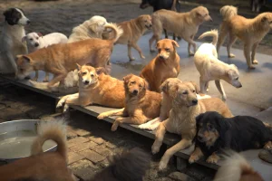 donasi shelter terpercaya