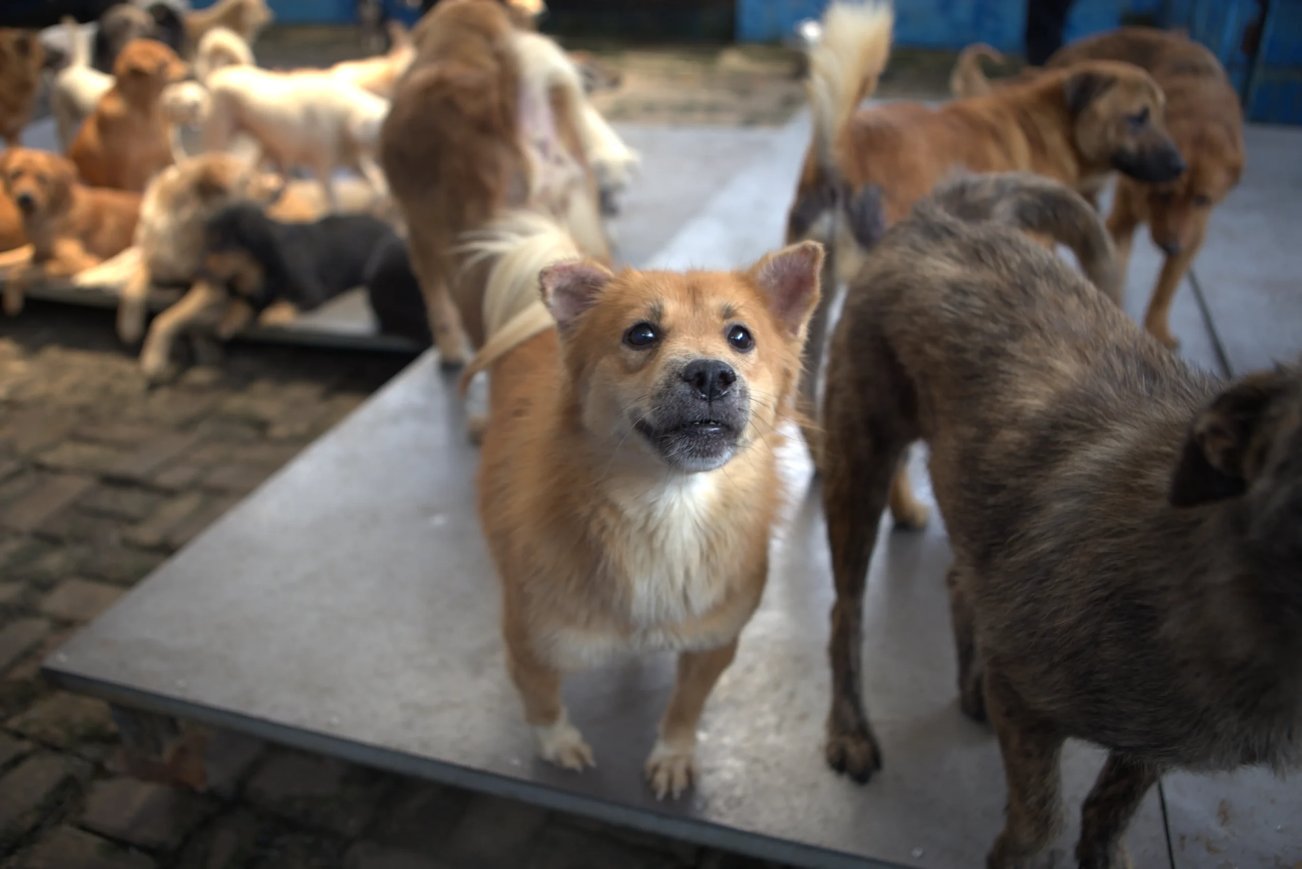 donasi shelter terpercaya