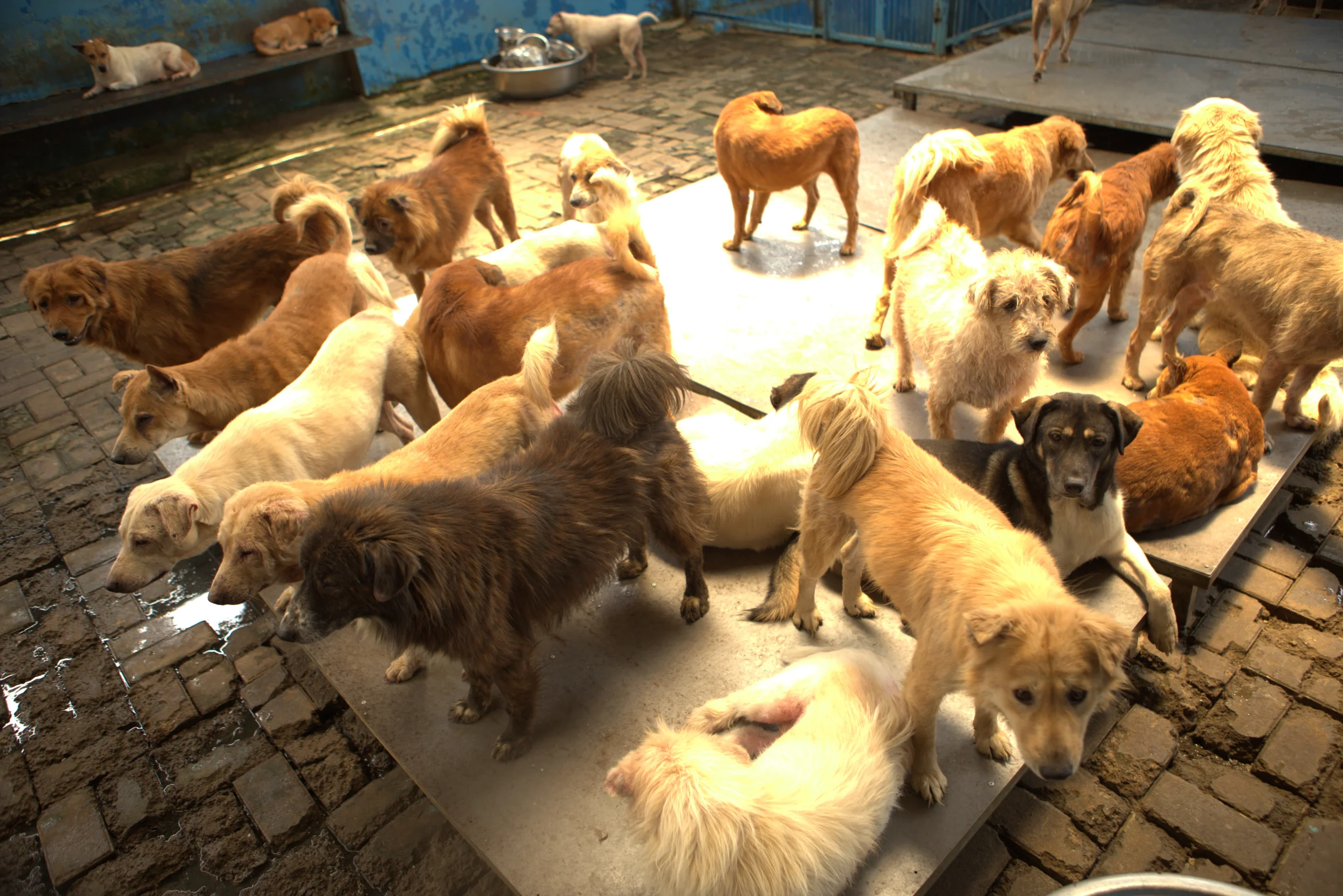 Donasi shelter terpercaya