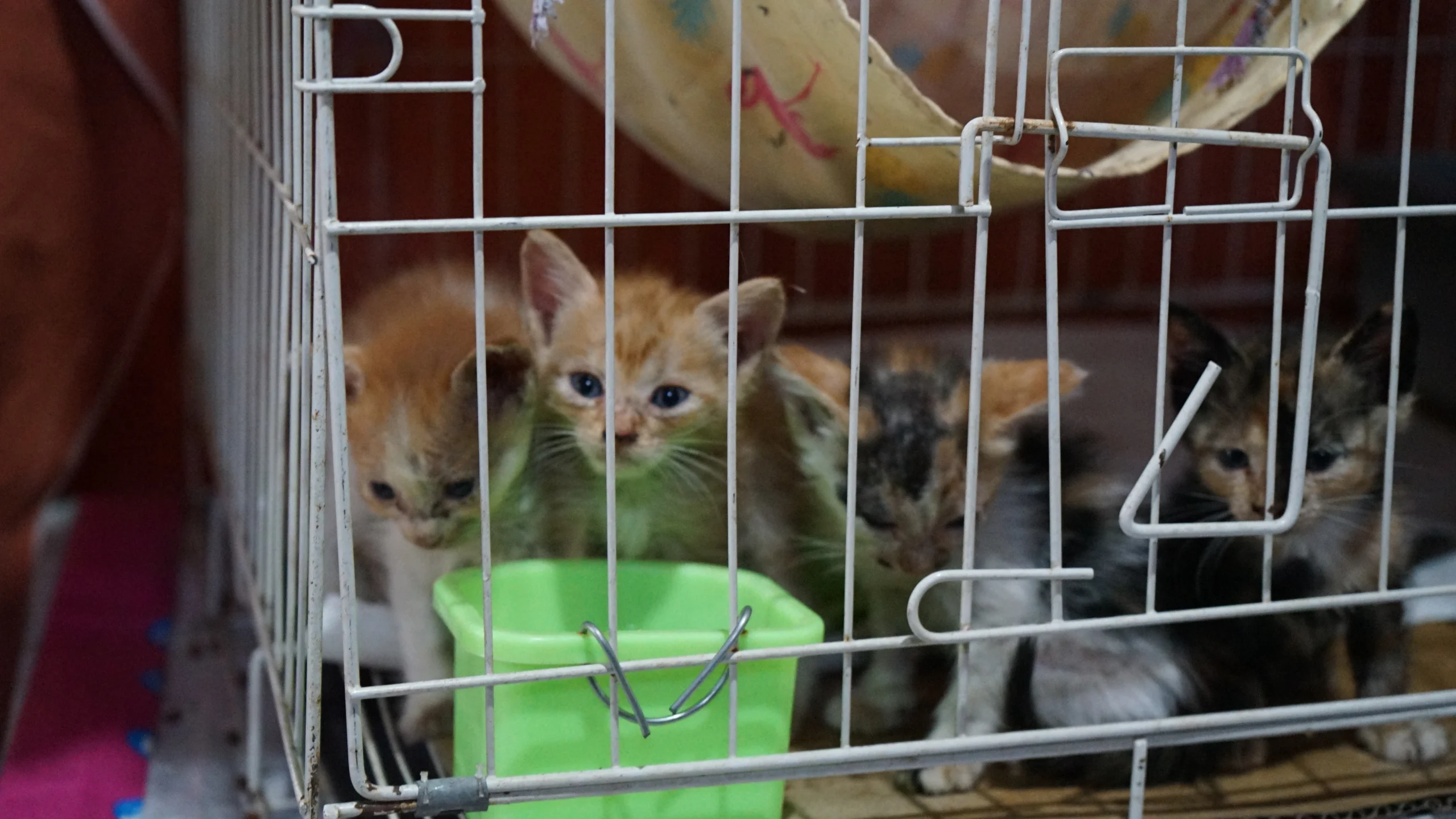 Bantu Teman Indonesia